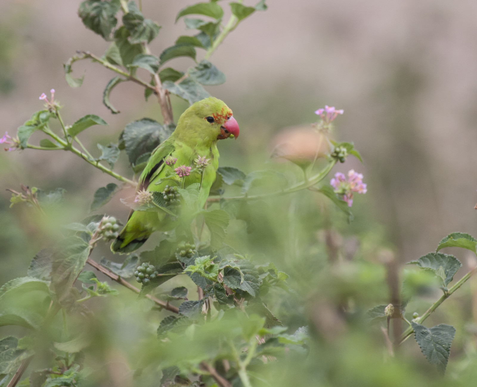image Black-winged Lovebird